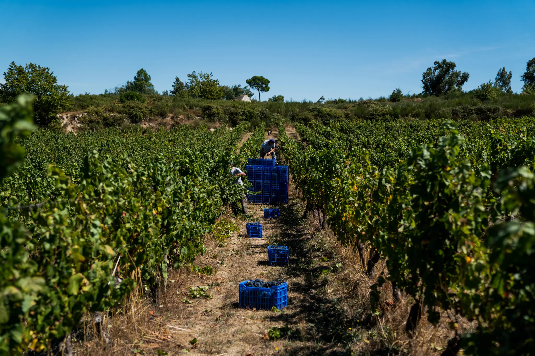 TexturaWines